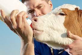 LECHE EUROLAC RED